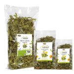 mniszek lekarski dla żółwia