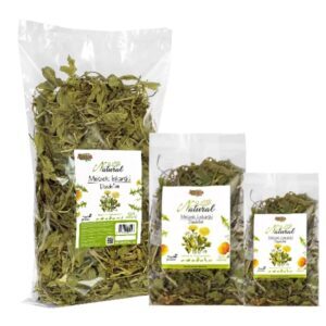 mniszek lekarski dla żółwia