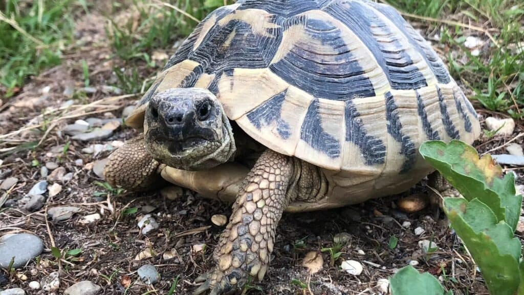 Żółw grecki Testudo Hermanni hercegovinensis Żółw grecki hercegovinensis żółw Dalmatyński