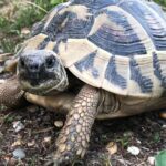 Żółw dalmatyński (Testudo hermanni hercegovinensis)