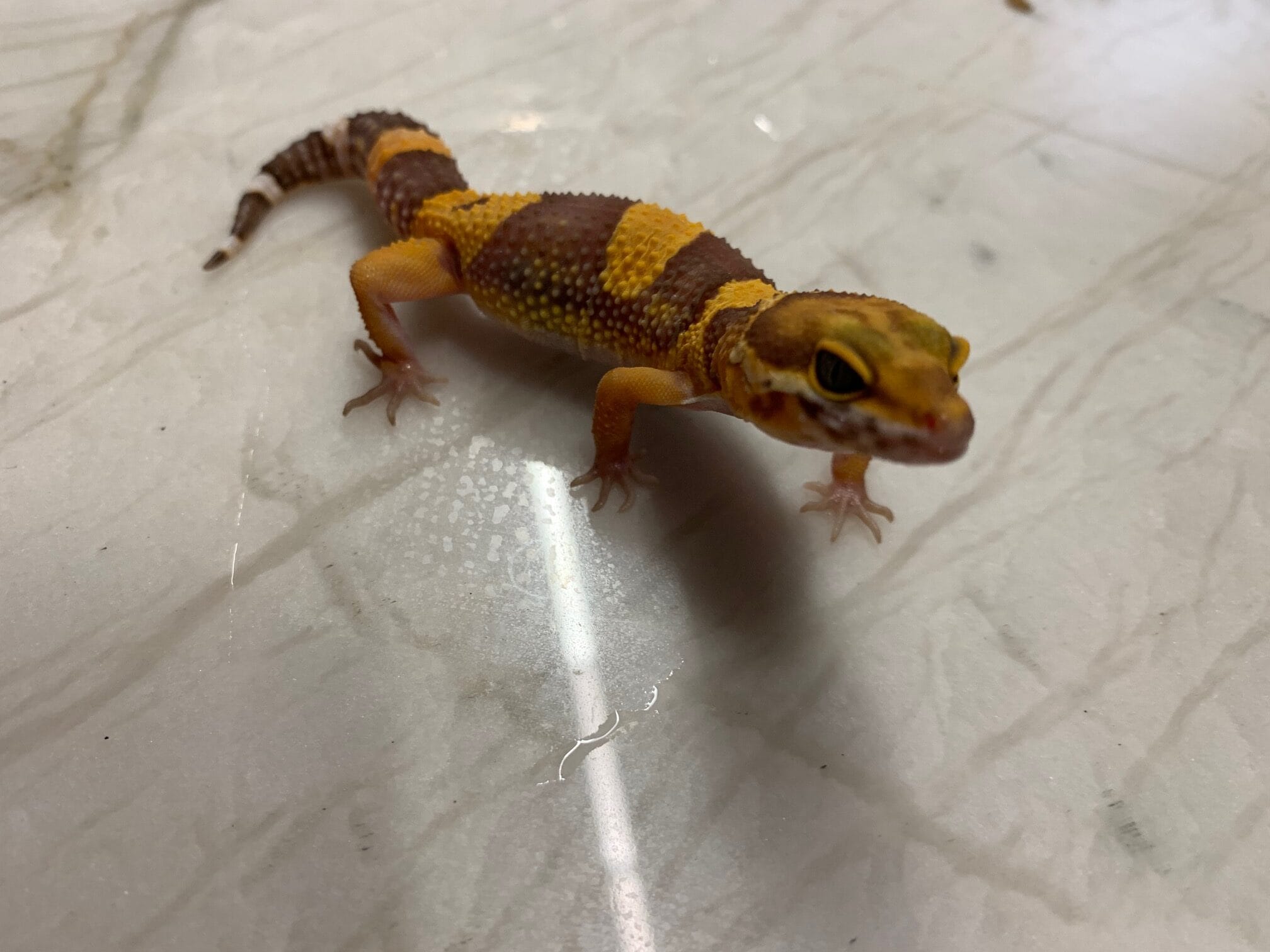 Gekon Lamparci Tangerine 03/2025 Gekon Lamparci Tangerine 03/2025 - obrazek 3