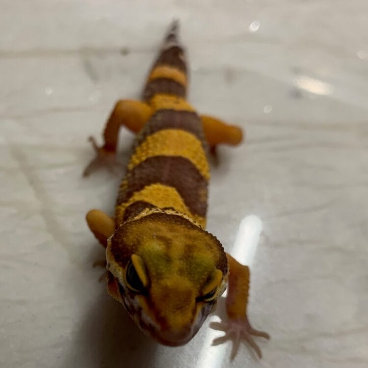 Gekon Lamparci Tangerine 03/2025