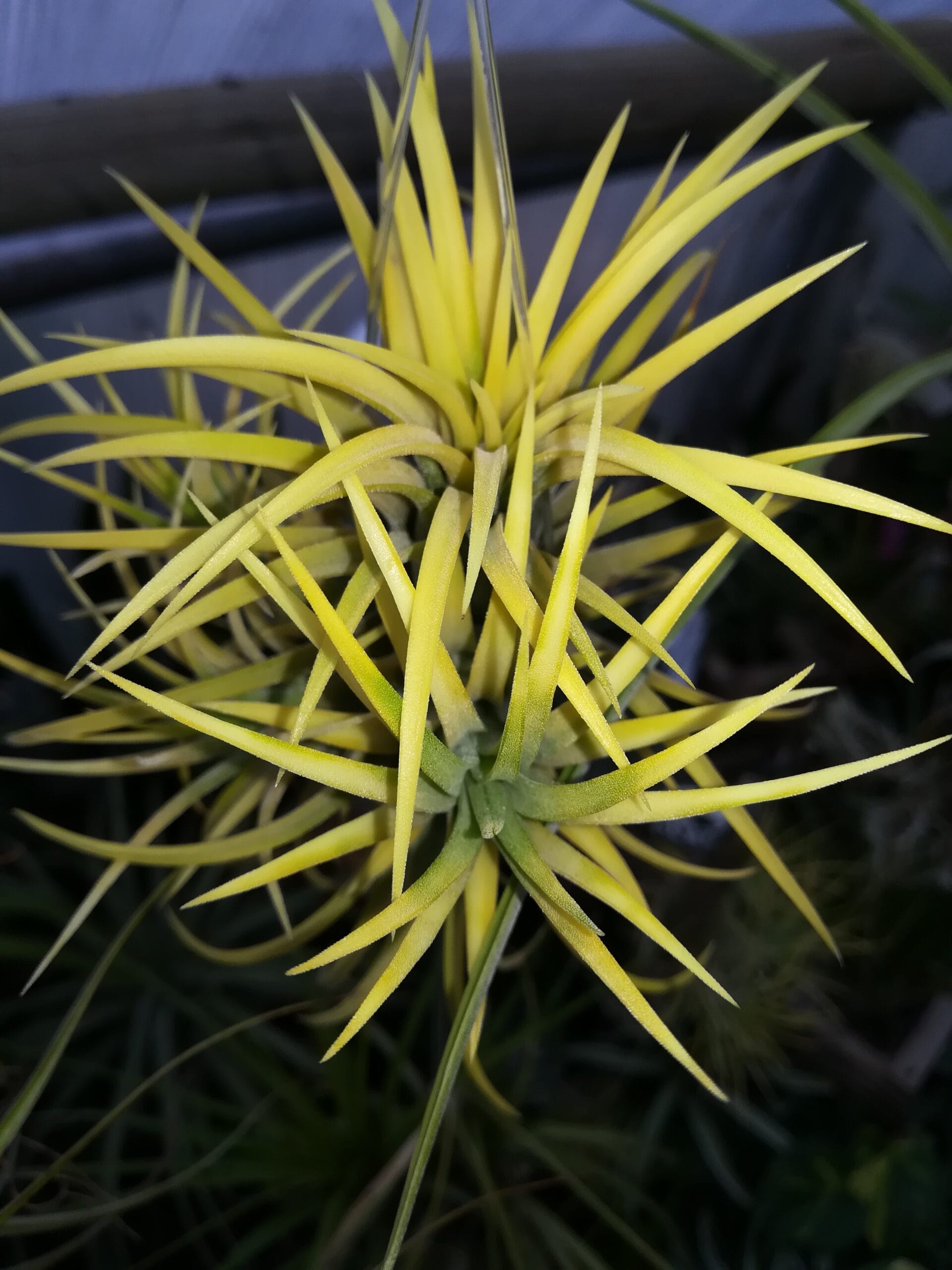 Tillandsia Ionantha żółta Oplątwa roz. L Tillandsia Ionantha żółta Oplątwa roz. L - obrazek 2