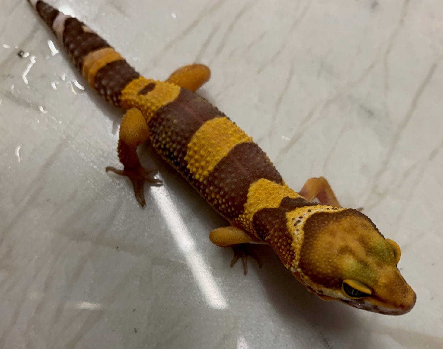 Gekon Lamparci Tangerine 03/2025 Gekon Lamparci Tangerine 03/2025 - obrazek 4