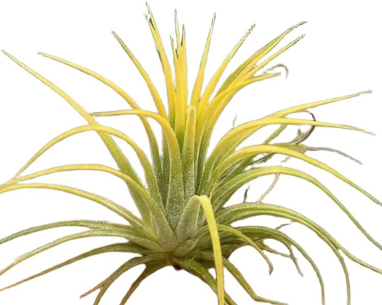 Strona Główna Tillandsia Ionantha żółta Oplątwa roz. L