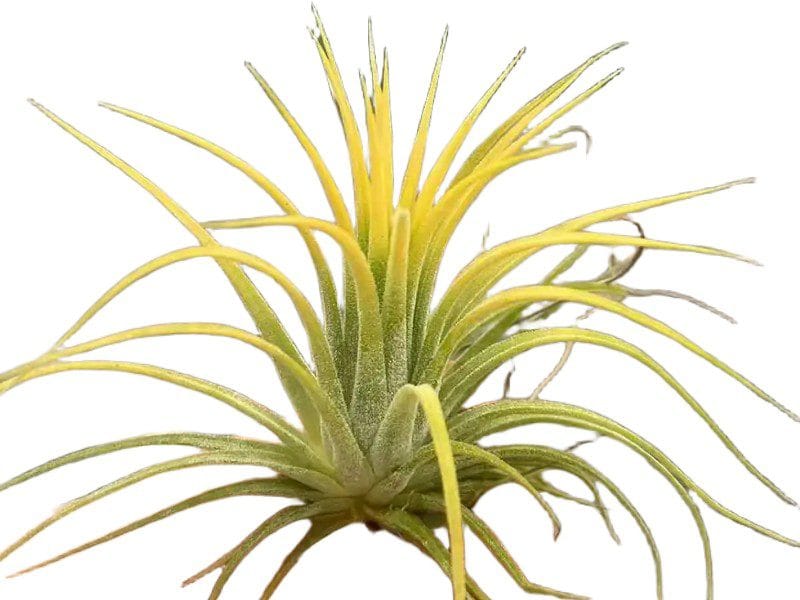 Tillandsia Ionantha żółta Oplątwa roz. L Tillandsia Ionantha żółta Oplątwa roz. L