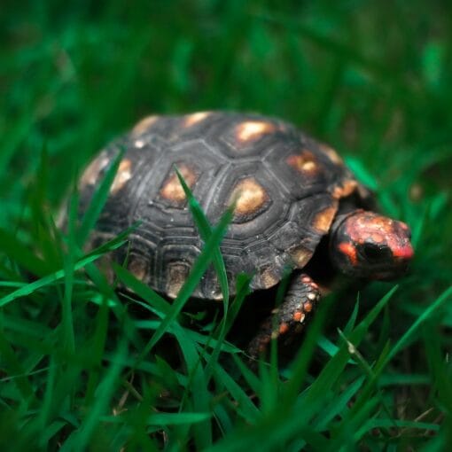 żółw żabuti chelonoidis carbonarius