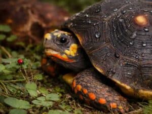 żółw żabuti hodowla żółwia żabuti