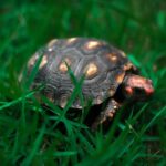 hodowla żółwia żabuti