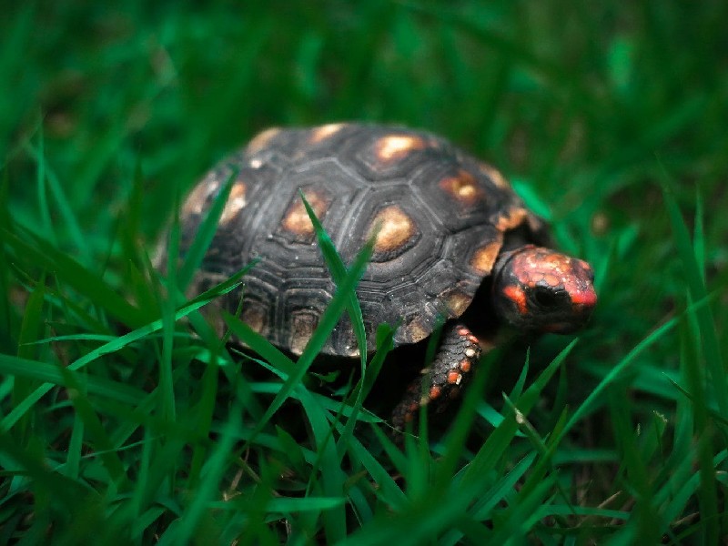 hodowla żółwia żabuti