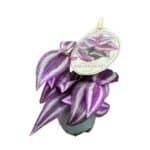 Tradescantia 'Pink Paradise – urocza trzykrotka wys 10cm