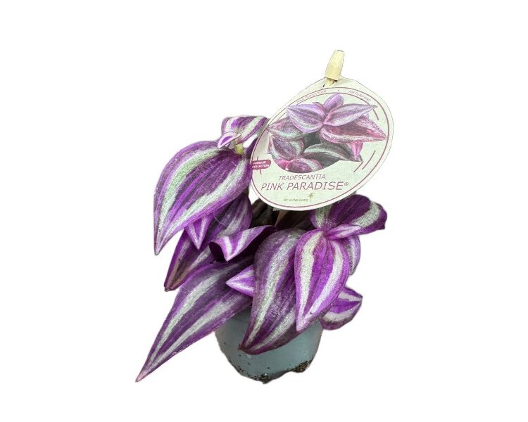 Tradescantia 'Pink Paradise – urocza trzykrotka wys 10cm