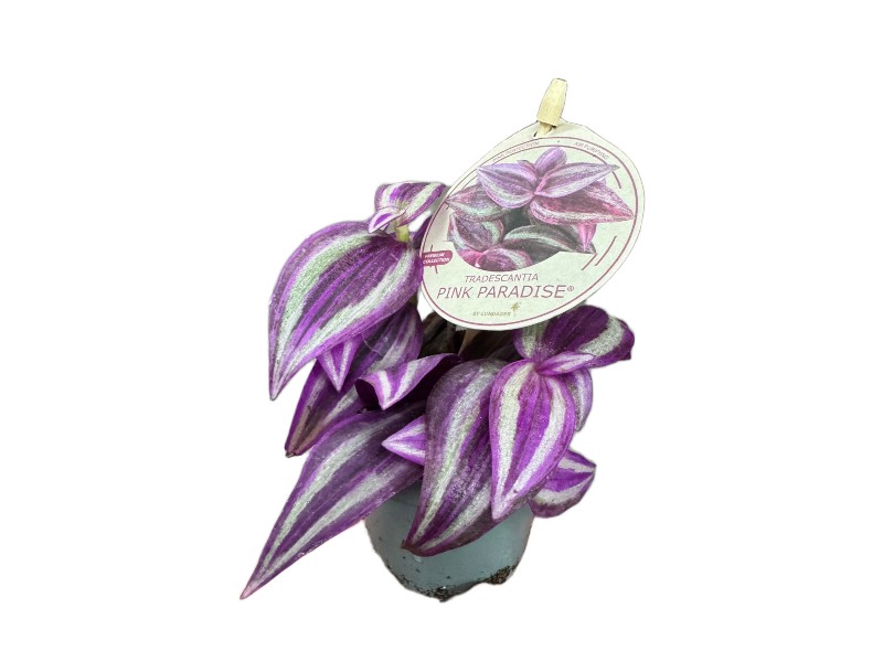 Tradescantia 'Pink Paradise – urocza trzykrotka wys 10cm Tradescantia 'Pink Paradise – urocza trzykrotka wys 10cm