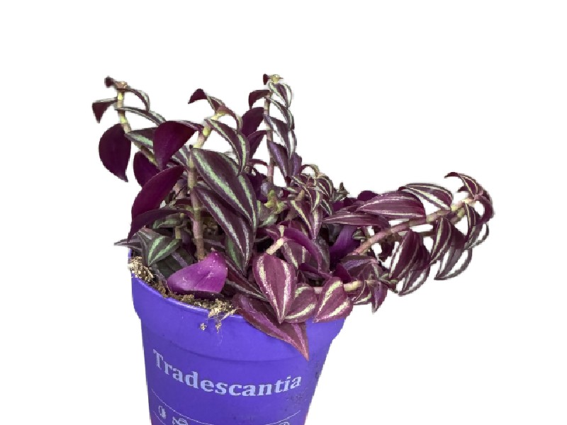 Tradescantia Purple Passion – purpurowa trzykrotka wys do 20cm Tradescantia Purple Passion – purpurowa trzykrotka wys do 20cm - obrazek 2