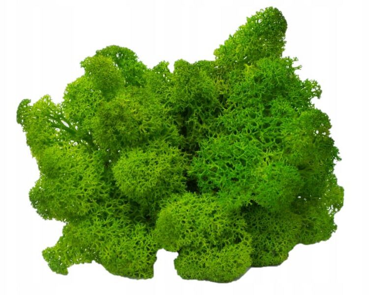 Mech Chrobotek do terrarium jasnozielony 100g