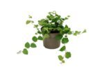 Fikus Ficus pumila Green Sunny