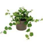 Fikus Ficus pumila Green Sunny