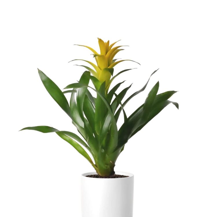 Bromelia guzmania żółta