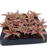 Bromelia Cryptanthus bivittatus Pink Star
