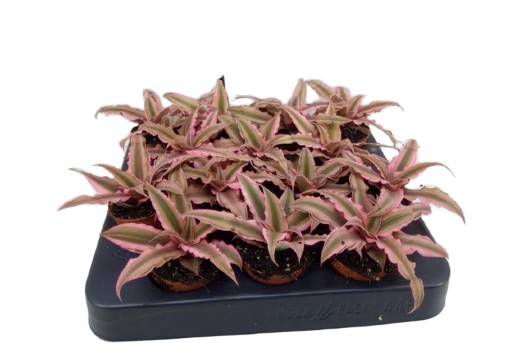 Bromelia Cryptanthus bivittatus Pink Star
