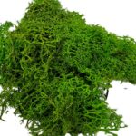 Mech Chrobotek ciemnozielony leśny 100g