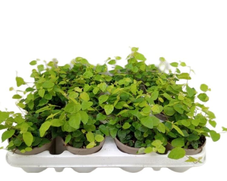 Fikus Ficus pumila Green Sunny wys. 20