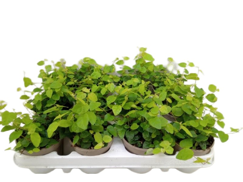 Fikus Ficus pumila Green Sunny wys. 20 Fikus Ficus pumila Green Sunny wys. 20