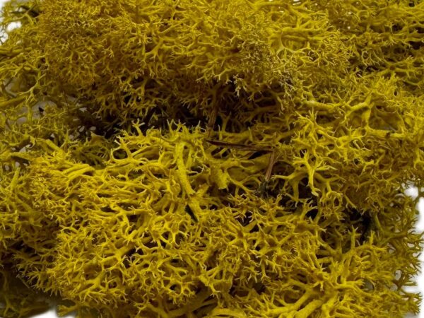 Mech Chrobotek do terrarium żółty 100g - obrazek 3