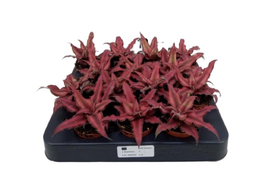 Bromelia Cryptanthus bivittatus Red Star