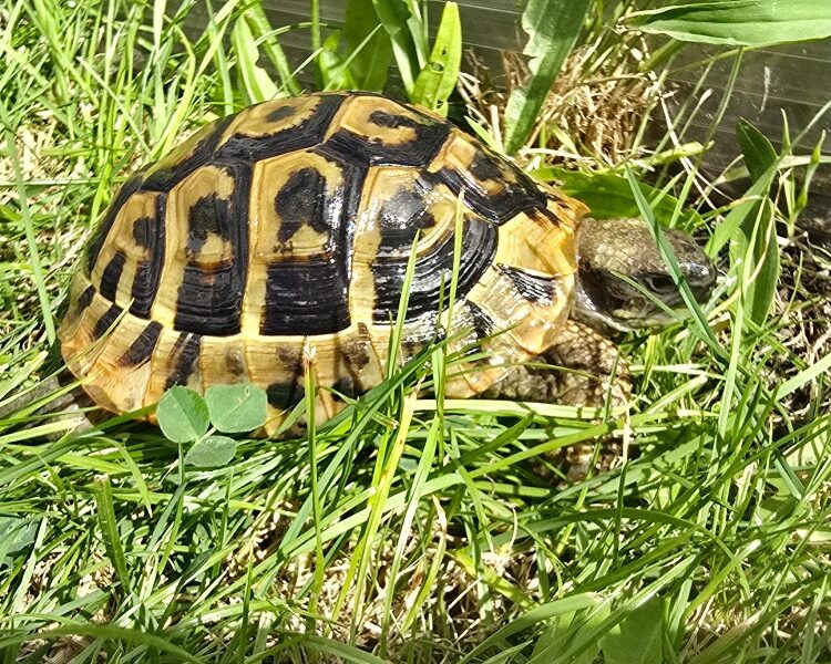 Żółw grecki Testudo Hermanni Boettgeri