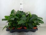 Philodendron 'Green Princess' filodendron wys 30cm - obrazek 2