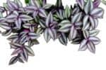 Tradescantia zebrina Purpusii – trzykrotka pasiasta Purpusii - obrazek 2