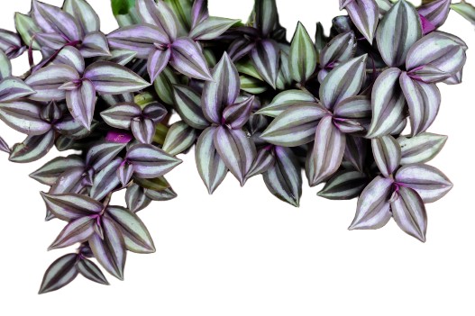 Tradescantia zebrina Purpusii – trzykrotka pasiasta Purpusii Tradescantia zebrina Purpusii – trzykrotka pasiasta Purpusii - obrazek 2