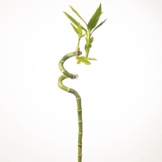Dracena 'Lucky Bamboo' wys 50cm
