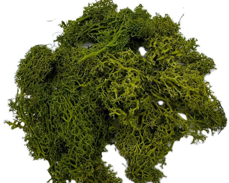 Mech Chrobotek do terrarium średni zielony 100g