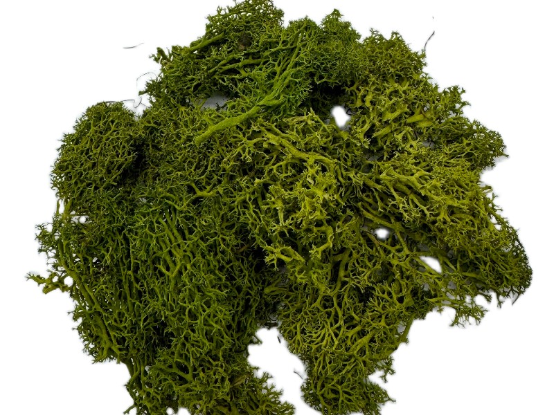 Mech Chrobotek do terrarium średni zielony 100g Mech Chrobotek do terrarium średni zielony 100g