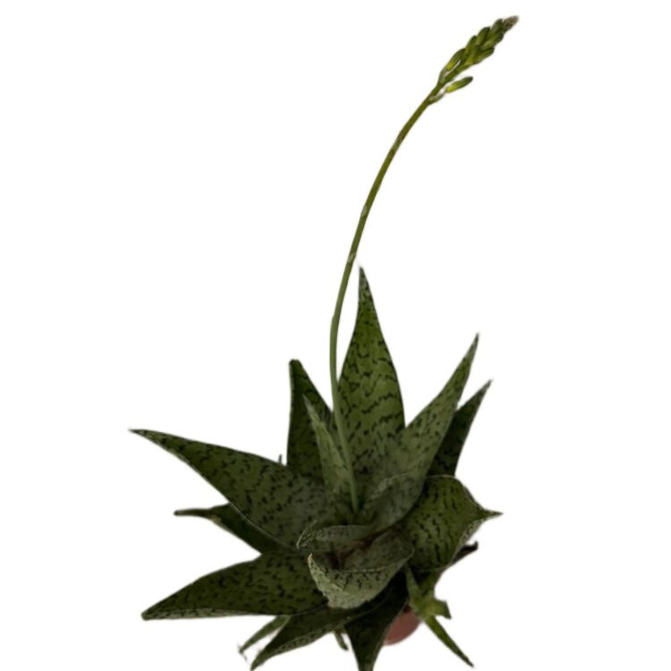 Strona Główna Aloes Delta Lights ALOES DALTA sukulent wys 20cm