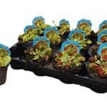 Dionaea muscipula muchołówka amerykańska