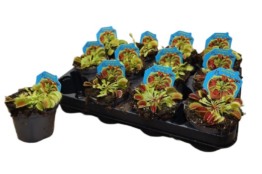 Dionaea muscipula muchołówka amerykańska