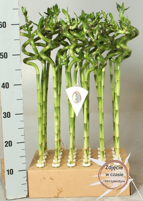 Dracena 'Lucky Bamboo' wys 50cm Dracena 'Lucky Bamboo' wys 50cm - obrazek 3
