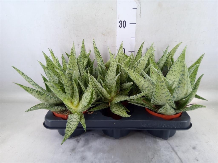 Aloes Delta Lights ALOES DALTA sukulent wys 20cm Aloes Delta Lights ALOES DALTA sukulent wys 20cm - obrazek 3