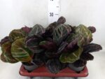 Calathea roseopicta Dottie Kalatea roślina tropikalna wys. 30cm - obrazek 3