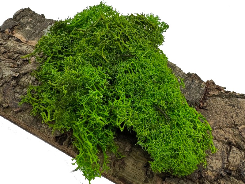 Mech Chrobotek do terrarium jasnozielony 100g Mech Chrobotek do terrarium jasnozielony 100g - obrazek 2