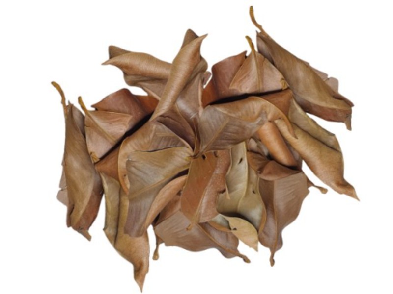 ReptiLeaves Mangosteen 40g liście mangostanu do terrariów tropikalnych ReptiLeaves Mangosteen 40g liście mangostanu do terrariów tropikalnych - obrazek 2