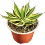 Sukulent Agawa 'Quadricolor' roślina do terrarium