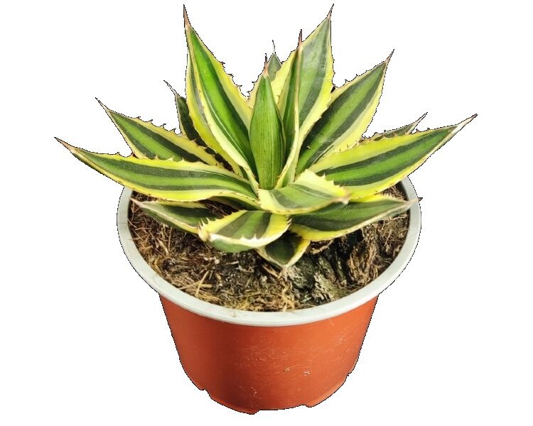 Sukulent Agawa 'Quadricolor' roślina do terrarium