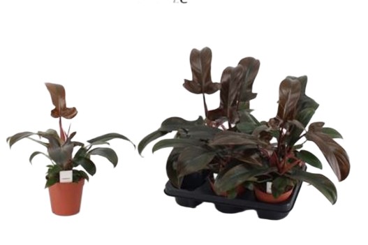 Philodendron Florida Bronze filodendron brązowy wys 30cm