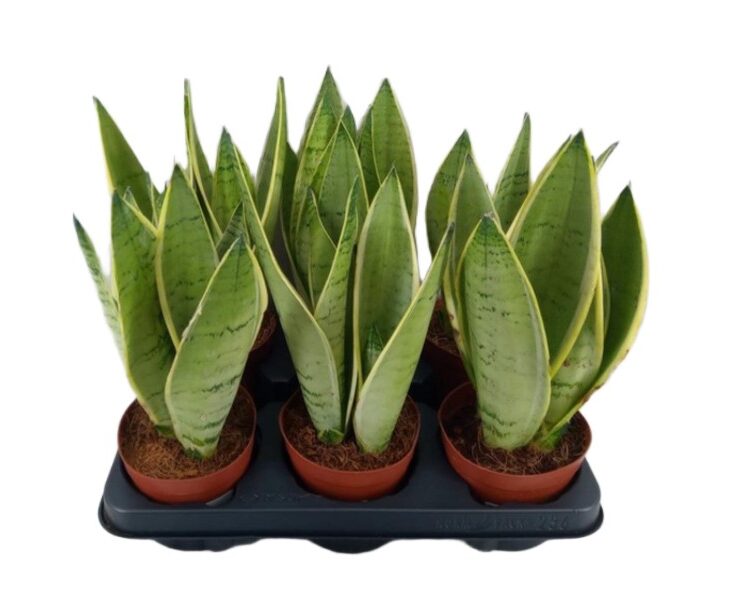 Sansewieria gwinejska Dracaena trifasciata język teściowe wężownica 27cm