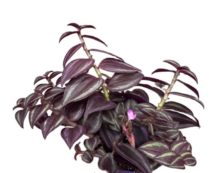 Tradescantia Purple Passion – purpurowa trzykrotka wys 10cm