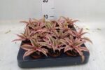 Bromelia Cryptanthus bivittatus Pink Star - obrazek 2